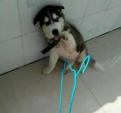 小二哈犯錯(cuò)向主人賣萌求原諒,真是少見二哈這個(gè)樣子啊!_寵物_網(wǎng)